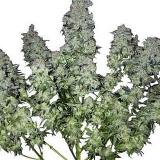 Семена конопли Chronic Feminised Gold